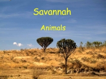 Savannah