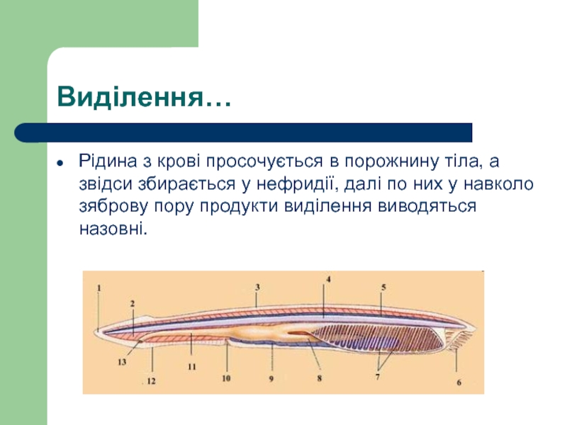 У ланцетника хорда сохраняется в течение. Выделительная система ланцетника. Нервная система ланцетника. Нервная система ланцетника представлена. Кювьеровы протоки у ланцетника.