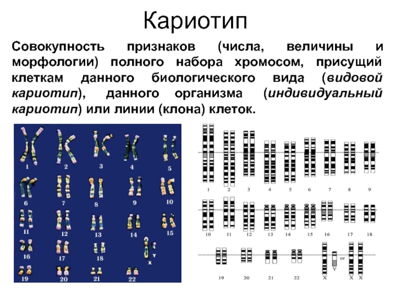 Понятие о кариотипе презентация