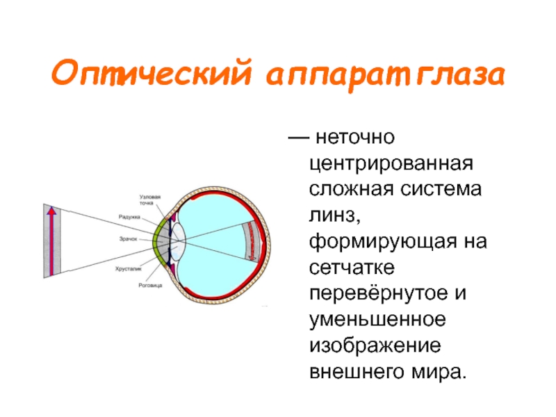 Изображение предмета возникающее на сетчатке глаза является действительным уменьшенным прямым