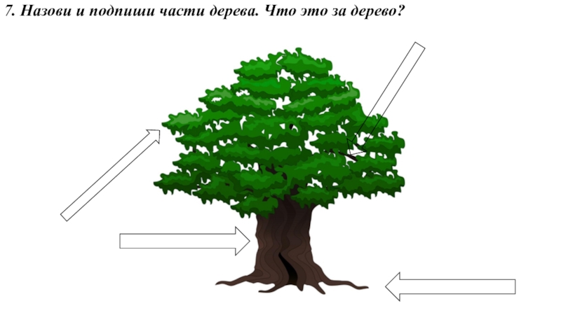 Части дерева для детей в картинках