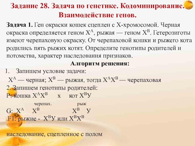 Кодоминирование егэ