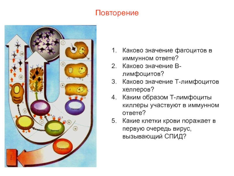 Презентация кровь пименов