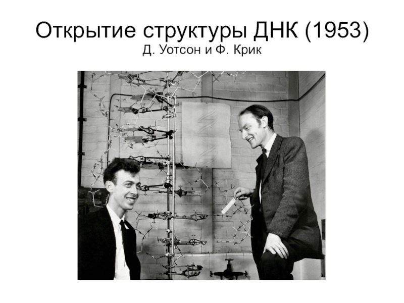 Открытие строение. 1953 Уотсон и крик. Открытие 1953 структуры ДНК Джеймс Уотсон. Уотсон и крик ДНК. Уотсон и крик открытие.