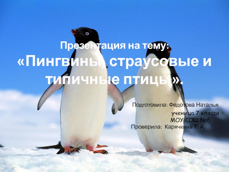 Пингвины, страусовые и типичные птицы