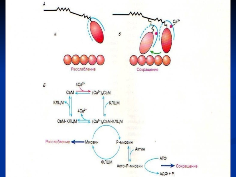 Биохимия мышечного сокращения схема