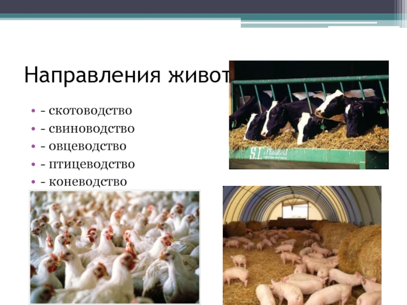 Направление животноводства в россии. Свиноводство и овцеводство. Направления животноводства. Скотоводство, свиноводство, овцеводство и Птицеводство. Направления овцеводства.