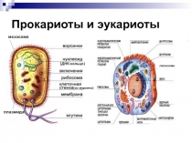 Прокариоты и эукариоты