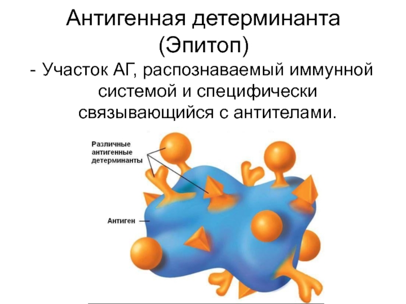 Антигены антитела презентация