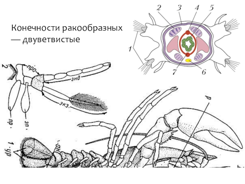 Двуветвистая конечность ракообразных схема