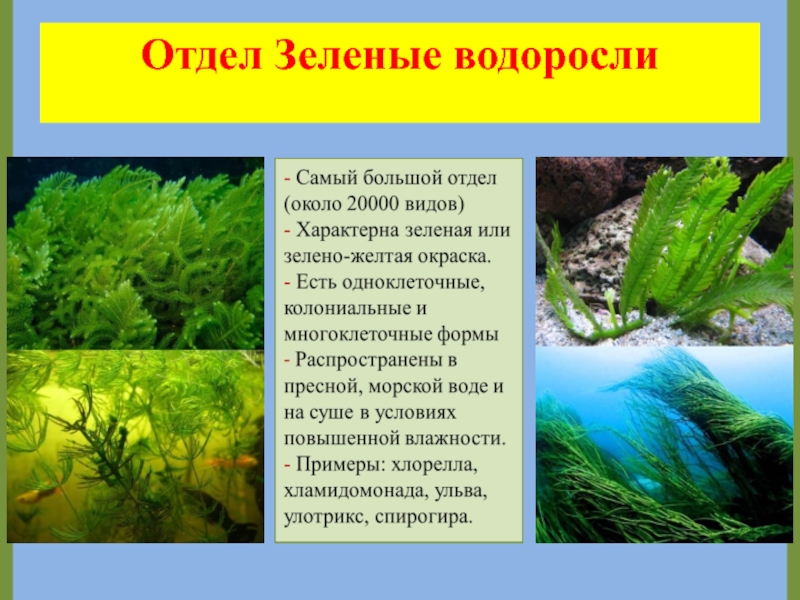 Доклад по биологии 5 класс на тему водоросли. Водоросль это -краткое пояснение. Интересные факты о водорослях которые состоятся в красной книге.