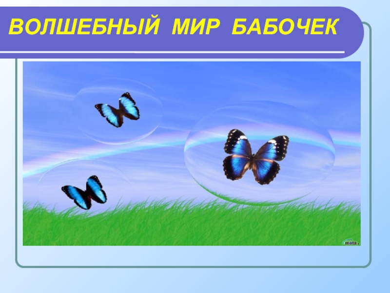 Презентация Волшебный мир бабочек
