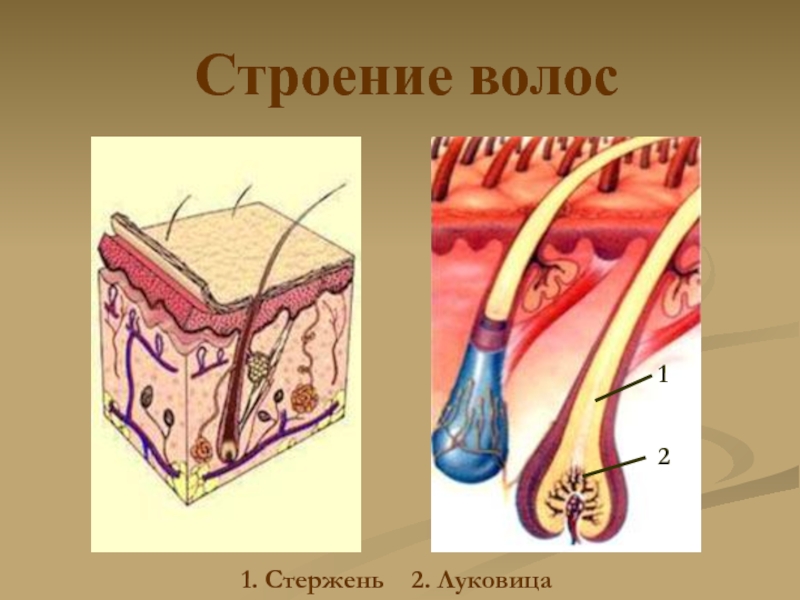 Функции волос