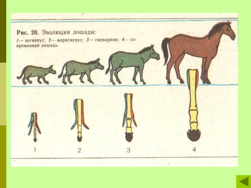 Схема исторического развития лошади какая наука