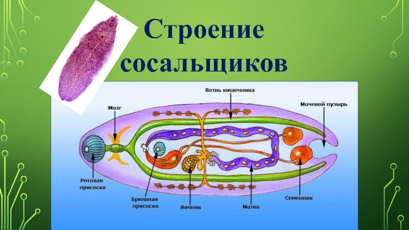 Кровяной сосальщик строение рисунок