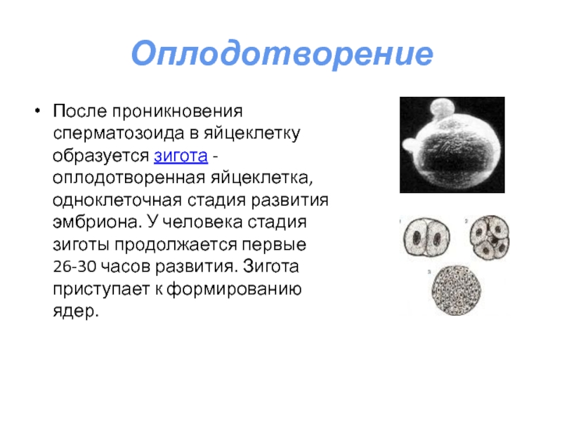 Оплодотворение 8 класс презентация