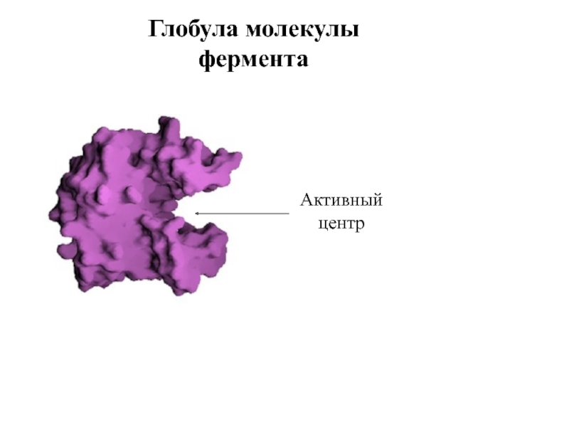 Глобула. Функциональные участки молекул ферментов. Глобула молекула. Глобула строение.