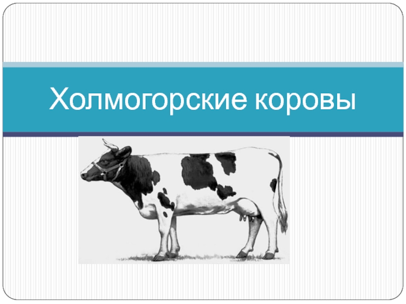 Презентация Холмогорские коровы
