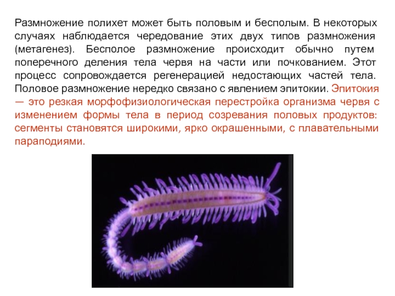Круглые черви тип беспозвоночных