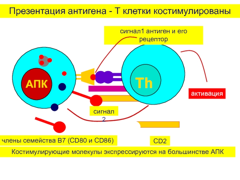 Презентацию антигена могут осуществлять