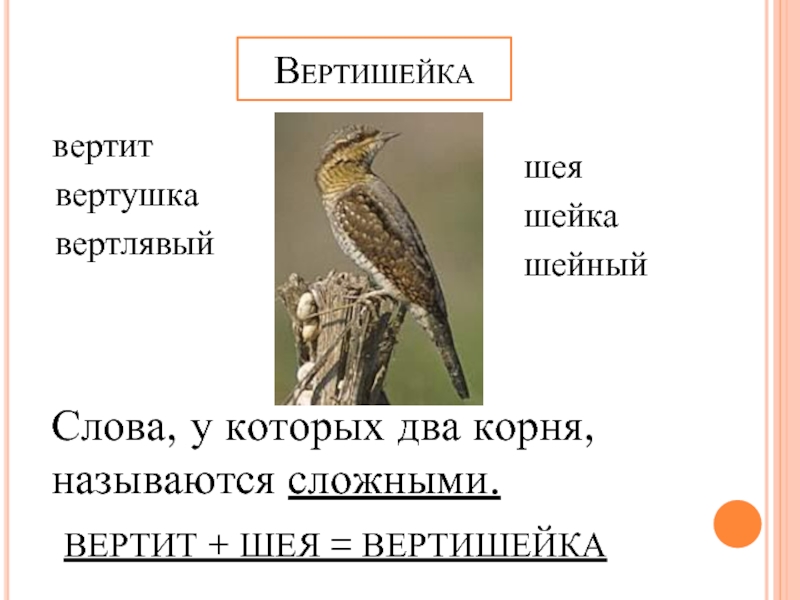 Слово вертел. Вертеть шея сложное слово. Вертишейка корень. Когда возвращается вертишейка с Юга. Корень в слове шее.