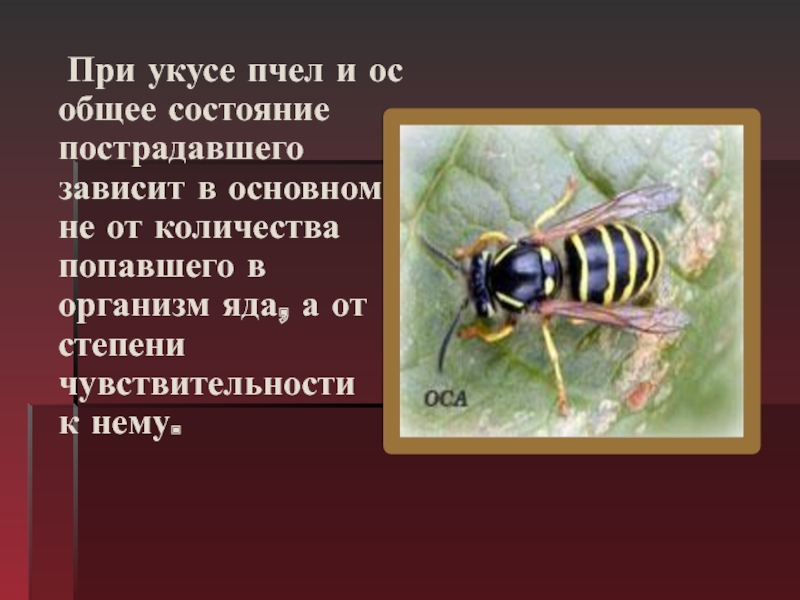 Антигистаминные при укусе пчелы. Укусы насекомых и защита от них. При укусах пчел противопоказано. Температура при укусах пчел.