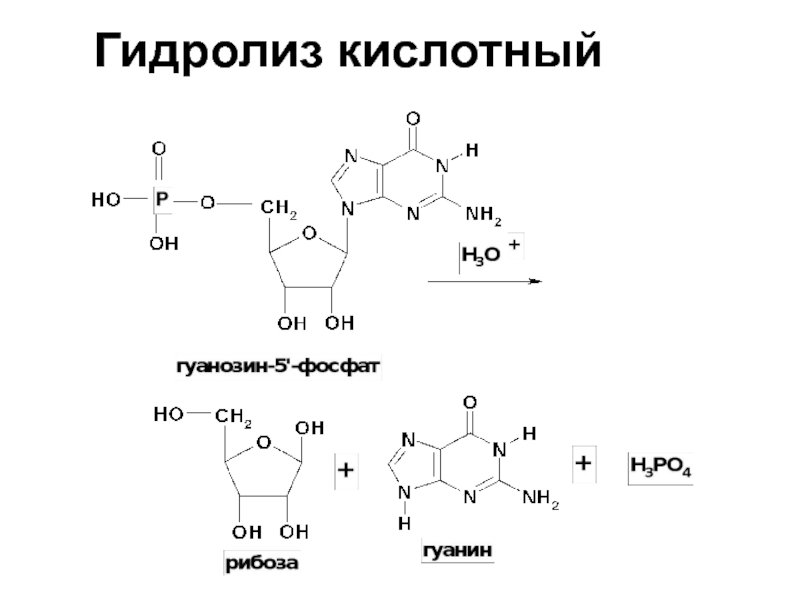 Продукты частичного гидролиза белка. Схема гидролиза нуклеиновых кислот. Пикамилон кислотный гидролиз. Кислотный гидролиз нуклеотидов. Кислотный гидролиз нуклеиновых кислот.