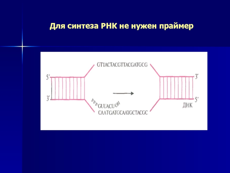 Рнк затравка. Праймер РНК затравка. РНК праймер функции. Для чего нужны РНК Праймеры. Синтез РНК праймера.