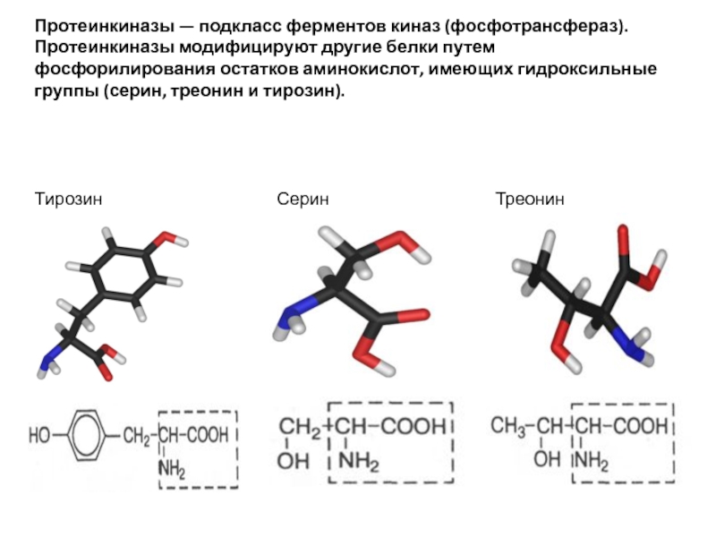 Полипептиды состоят из остатков аминокислот