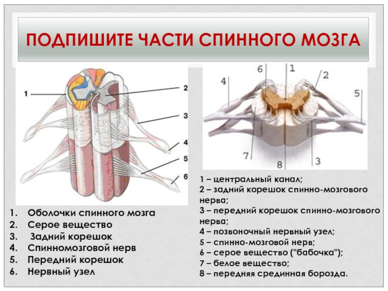 Центральный канал схема