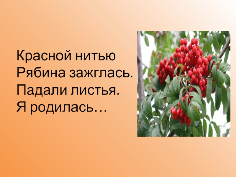 Красною кистью. Красною кистью рябина зажглась падали листья я родилась. Красной нитью рябина зажглась. Красной нитью рябина зажглась Марина Цветаева. Красной рябиной осень зажглась падали листья я родилась.