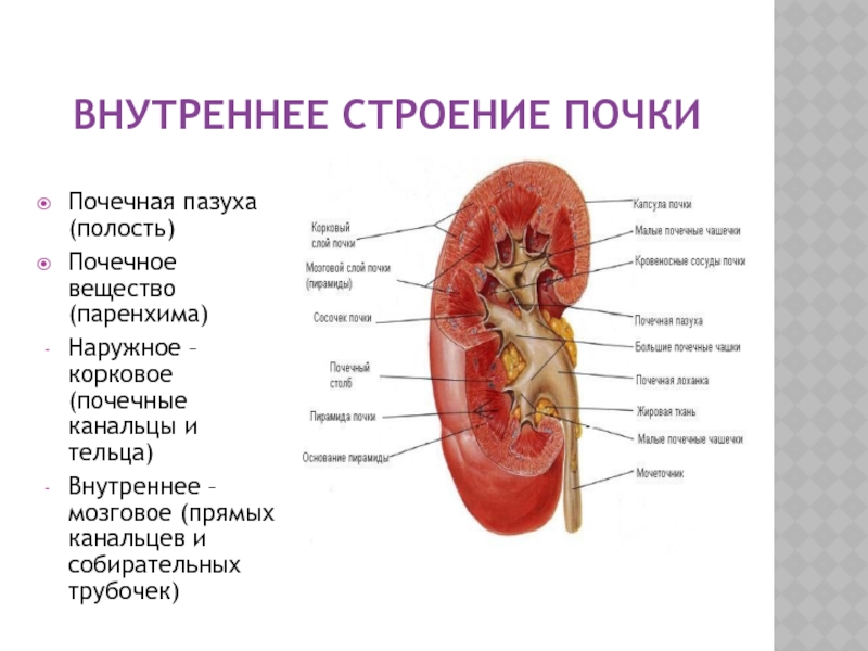 Полость почки. Строение почки почечная пазуха. Внутреннее строение почки. Строение паренхимы почки анатомия. Внутренняя полость прчк.