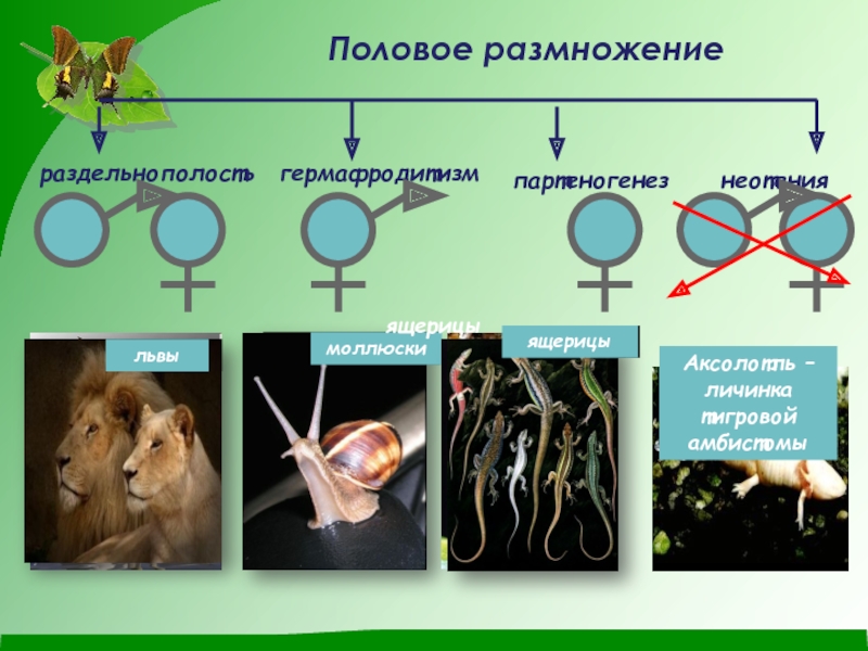 Размножение презентация 10 класс биология