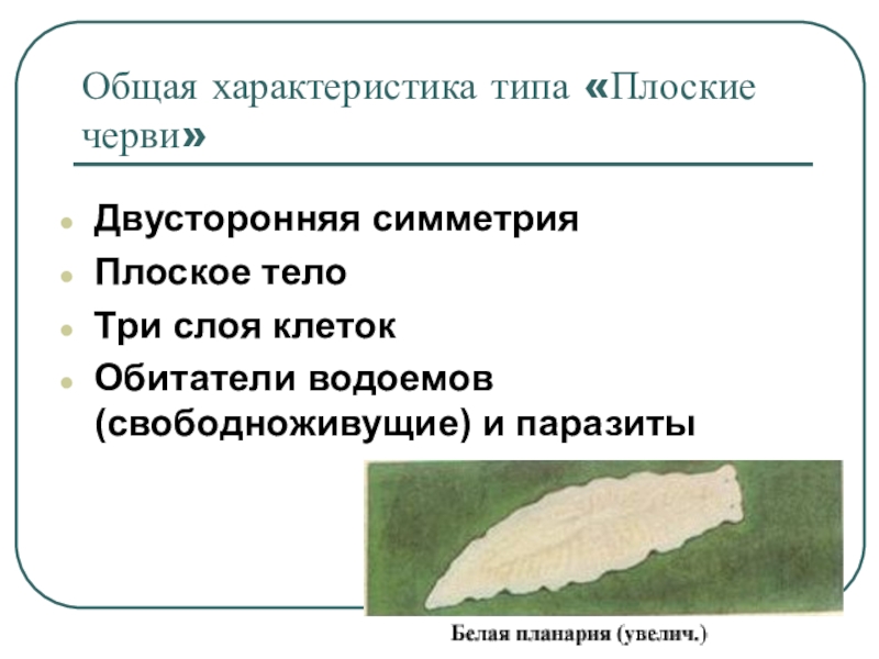 Характеристика типа плоские черви. Тип плоские черви общая характеристика белая планария. Характеристика половой системы плоских червей. Общая характеристика типа плоских червей. Двусторонняя симметрия у плоских червей.