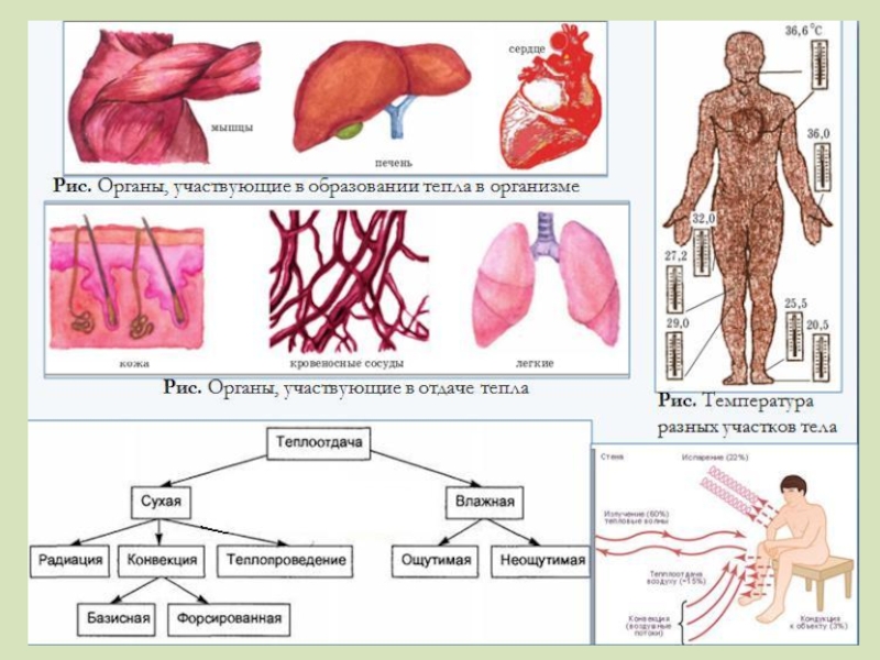 Тепло организма. Образование тепла в организме. Органы участвующие в образовании тепла. Образование тепла в организме процессы. Органы участвующие в отдаче тепла.