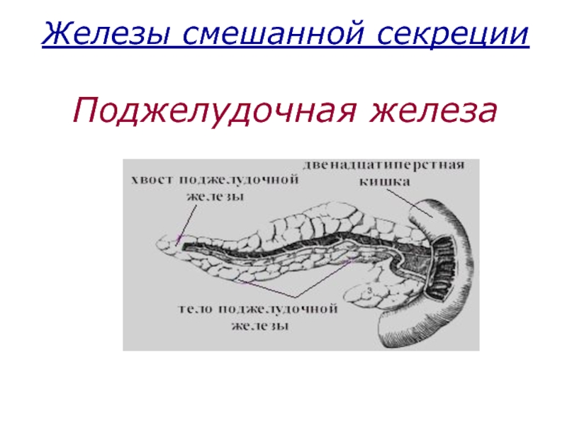 Секреция поджелудочной железы. Внешняя секреция поджелудочной железы. Поджелудочная железа смешанная секреция. Поджелудочная железа железа смешанной секреции. Поджелудочная железа это железа секреции.