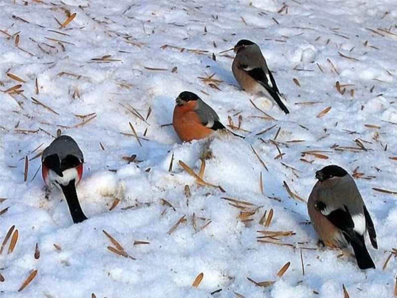Птицы на дорогах зимой. Зимние птицы. Стайка птиц зимой. Снегири на снегу. Стайка снегирей.