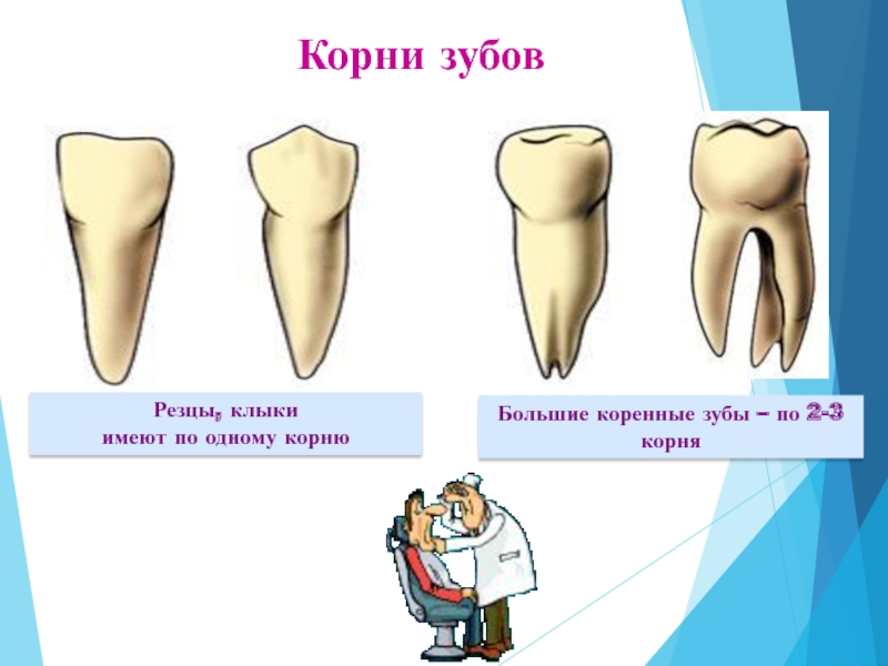 Зубы с корнями рисунок