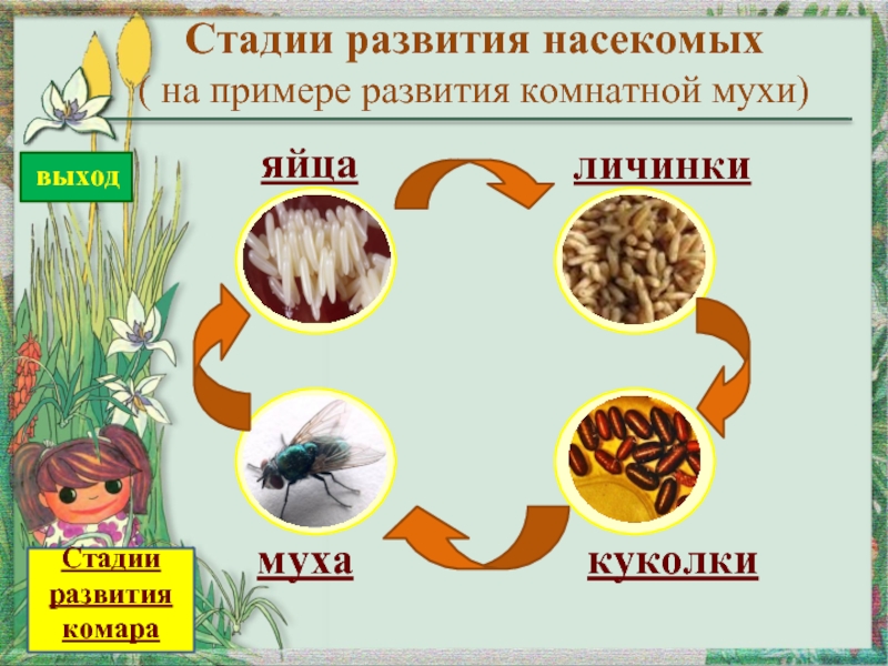 Стадии развития комара в картинках