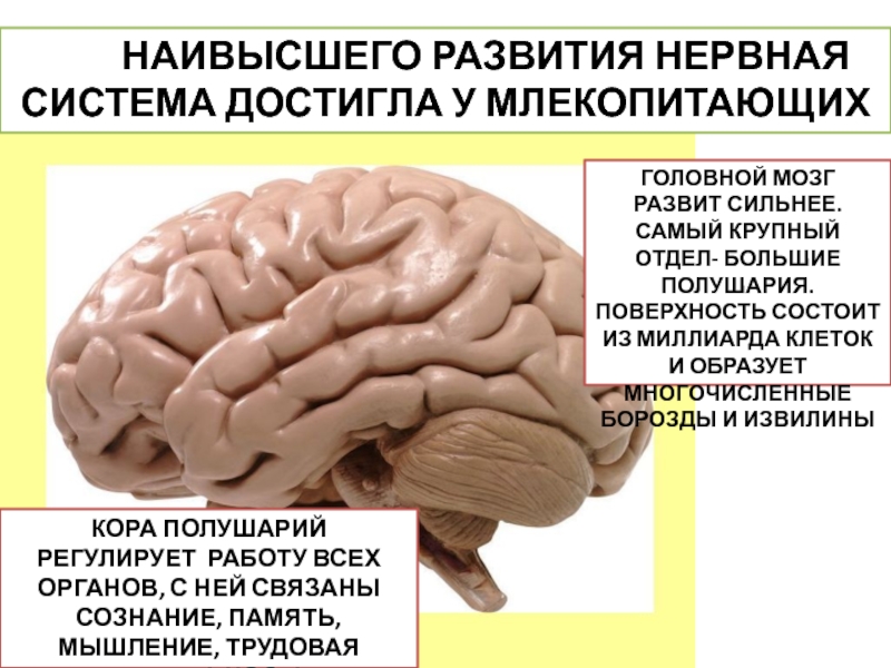 Наиболее развитые отделы головного мозга у млекопитающих. Нервная система млекопитающих головной мозг. Наивысшего развития нервная система достигла у. Отделы головного мозга млекопитающих. Эволюция нервной системы млекопитающих.
