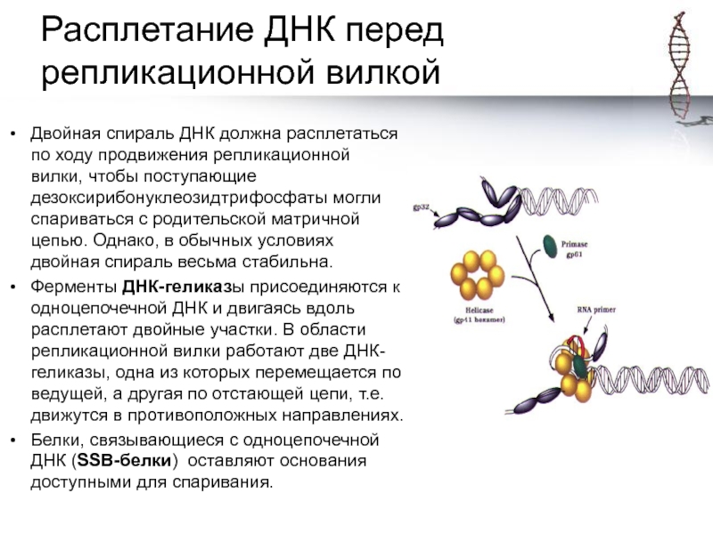 Ssb белок. Молекулярный механизм репликации. Белки связывающие одноцепочечную ДНК. «Расплетающим» двойную спираль ДНК ферментом.