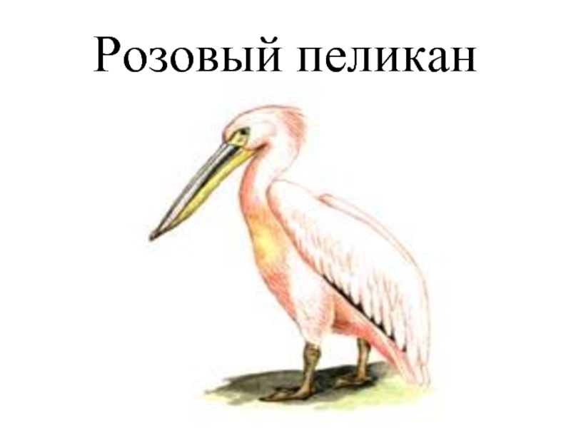 Розовый пеликан красная. Розовый Пеликан. Розовый Пеликан красная книга. Пеликан рисунок. Пеликан розовый Кузбасс.