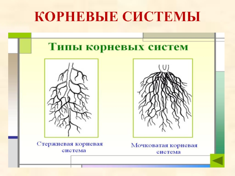 Мочковатая корневая система рисунок с подписями