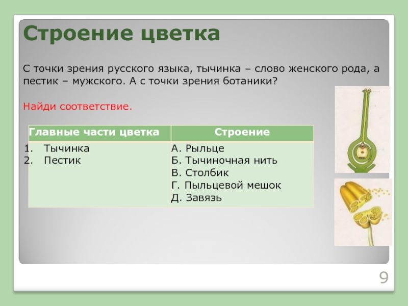 С точки зрения русского языка, тычинка – слово женского рода, а пестик – мужского. А с точки
