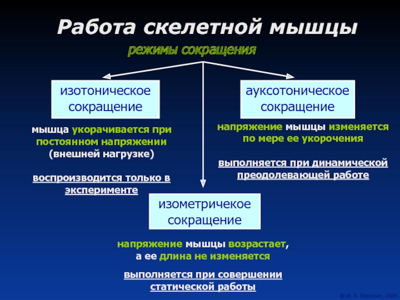 Работа скелетной мышцы