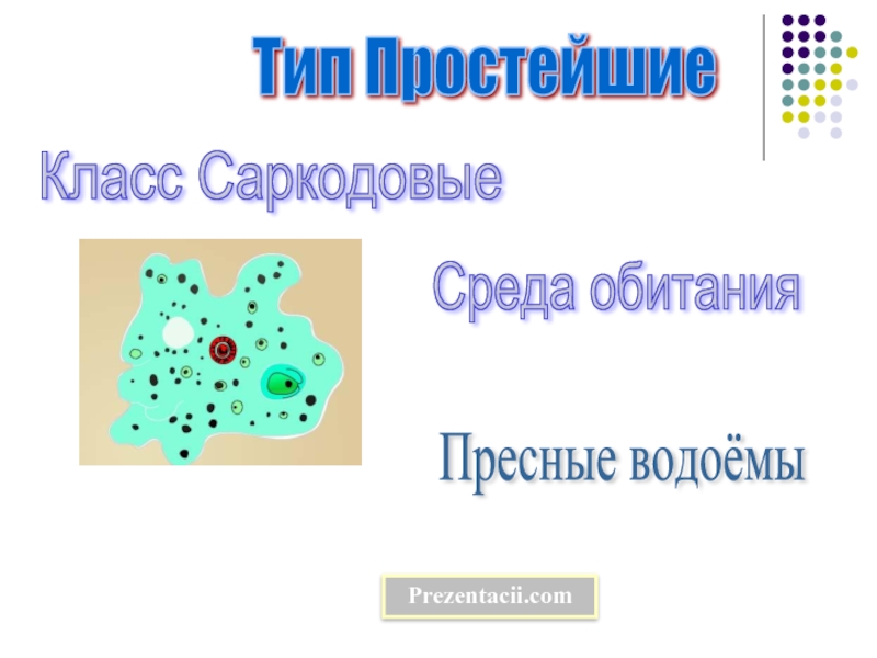 Презентация Тип Простейшие: класс Саркодовые, Жгутиконосцы, Инфузории