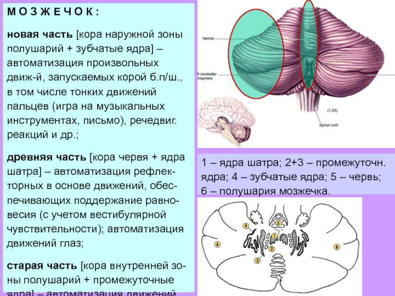 Схема межнейрональных связей в коре мозжечка функциональные взаимосвязи