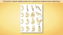Сходство стадий эмбрионального развития позвоночных животных