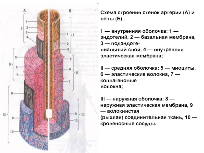 Органы кровообращения. Сосудистая система, её строение и функции Схема строения стенок артерии (А) и вены (Б) .I — внутренняя Схема строения стенок артерии (А) и вены (Б) .I — внутренняя оболочка: 1 — эндотелий, 2 —