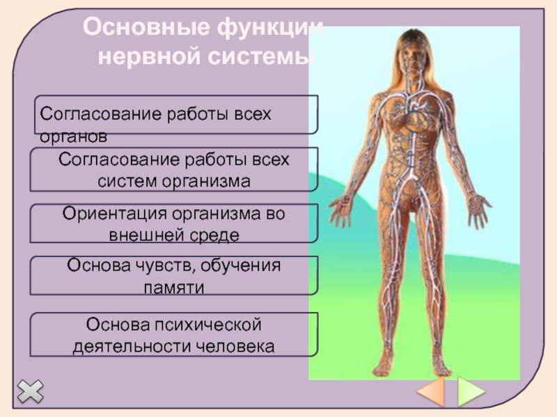 Нервы в организме человека фото с описанием